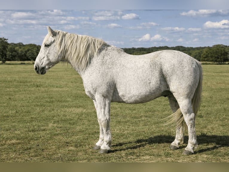 Draft Horse Mix Castrone 10 Anni 152 cm Grigio in Canyon