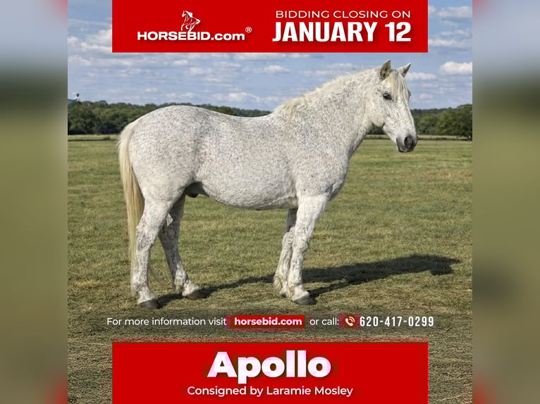 Draft Horse Mix Castrone 10 Anni 152 cm Grigio in Canyon