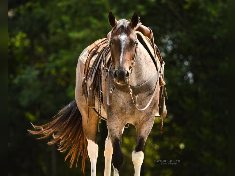 Draft Horse Mix Castrone 10 Anni 155 cm Baio roano in Lewistown