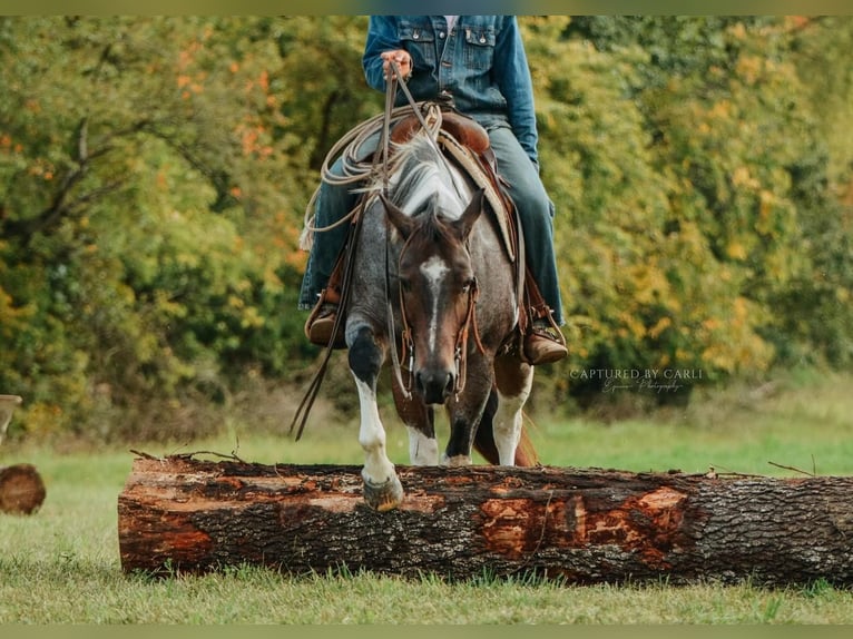 Draft Horse Mix Castrone 10 Anni 155 cm Baio roano in Lewistown