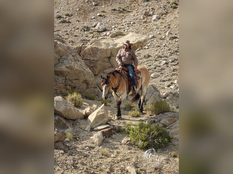 Draft Horse Mix Castrone 10 Anni 155 cm Pelle di daino in Cody