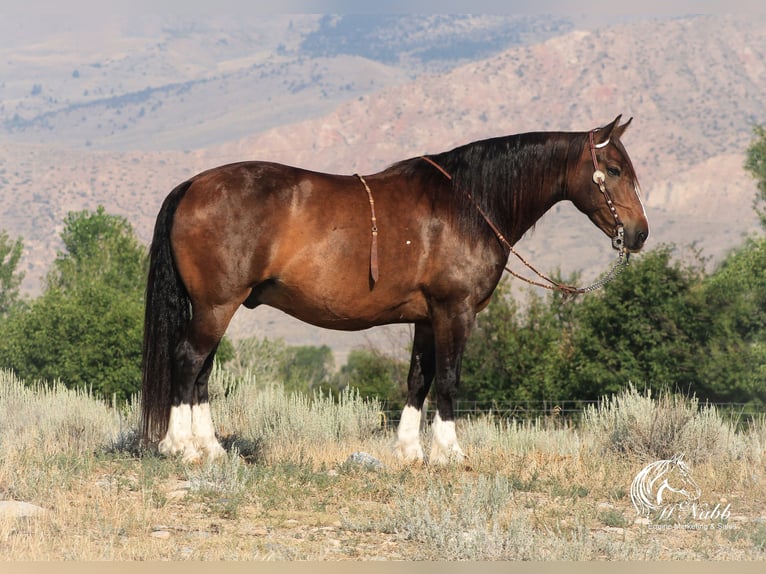 Draft Horse Mix Castrone 10 Anni 157 cm Baio ciliegia in Cody