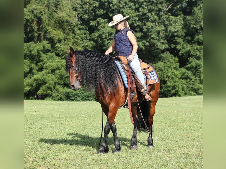 Draft Horse Castrone 10 Anni 157 cm Baio ciliegia in Somerset, KY