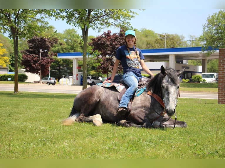 Draft Horse Castrone 10 Anni 157 cm Grigio in HIghland MI