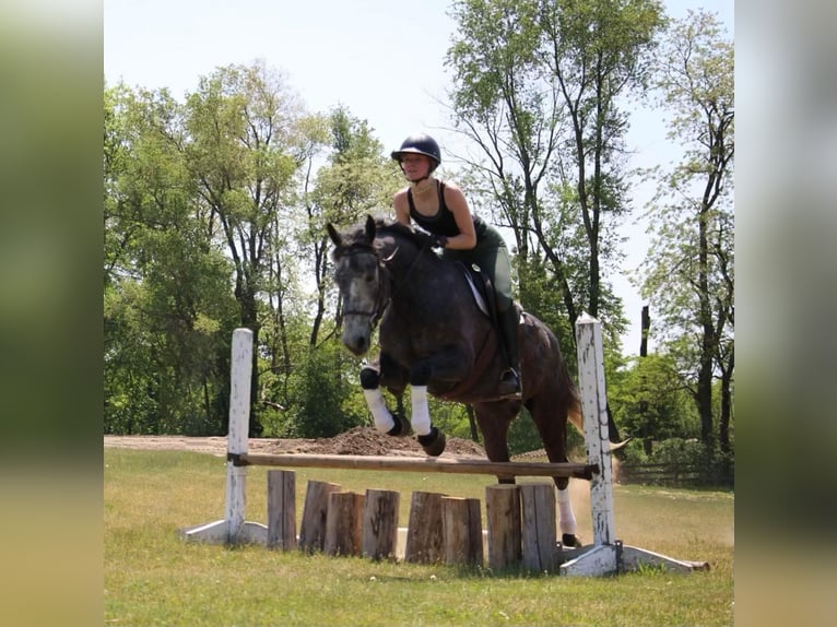 Draft Horse Castrone 10 Anni 157 cm Grigio in HIghland MI