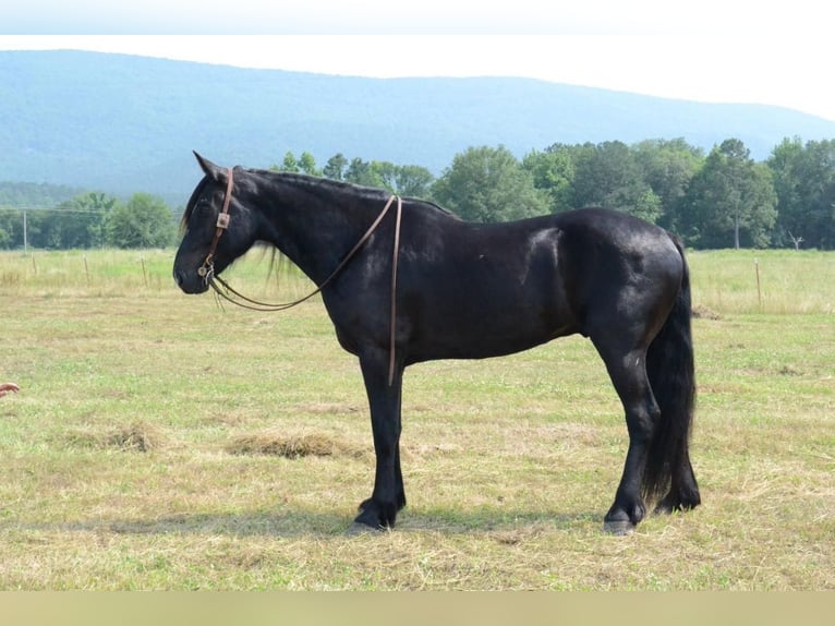 Draft Horse Mix Castrone 10 Anni 157 cm Morello in Watson, OK