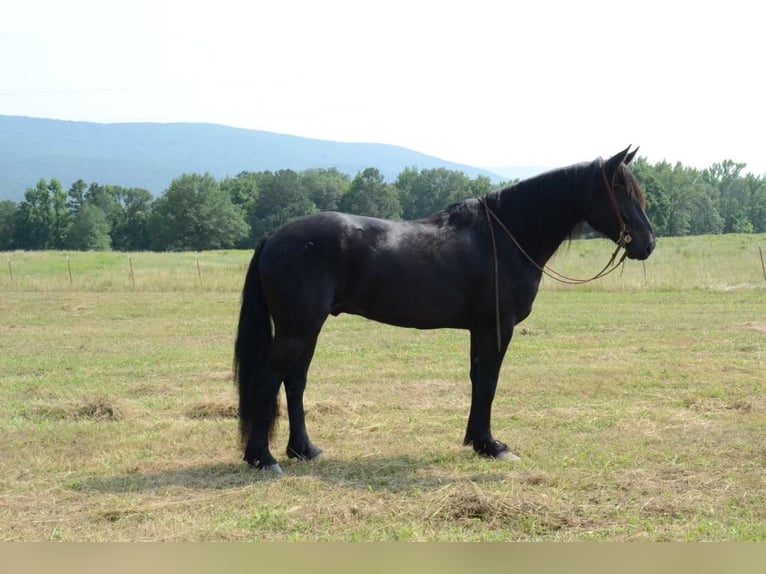 Draft Horse Mix Castrone 10 Anni 157 cm Morello in Watson, OK