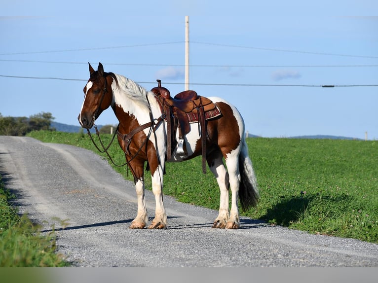 Draft Horse Mix Castrone 10 Anni 157 cm in Rebersburg, PA