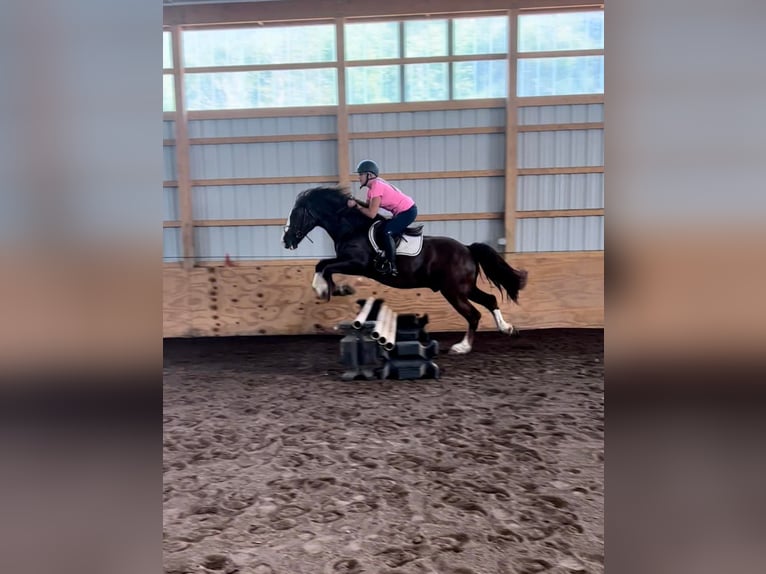 Draft Horse Castrone 10 Anni 157 cm Sauro ciliegia in Everett pa