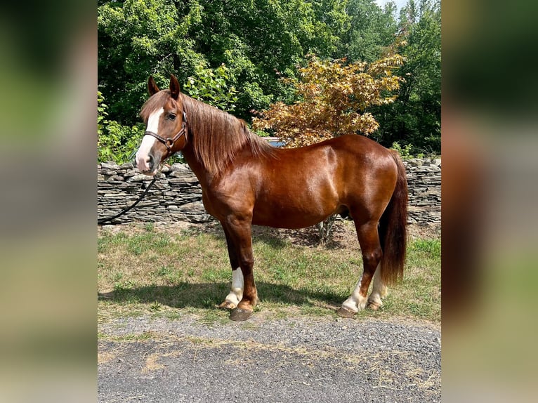 Draft Horse Castrone 10 Anni 157 cm Sauro ciliegia in Everett pa