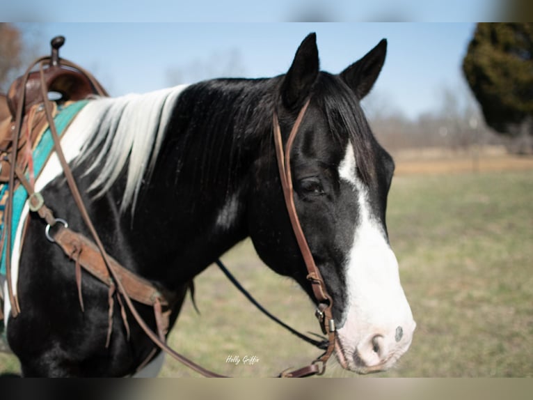 Draft Horse Castrone 10 Anni 157 cm Tobiano-tutti i colori in Greensburg KY