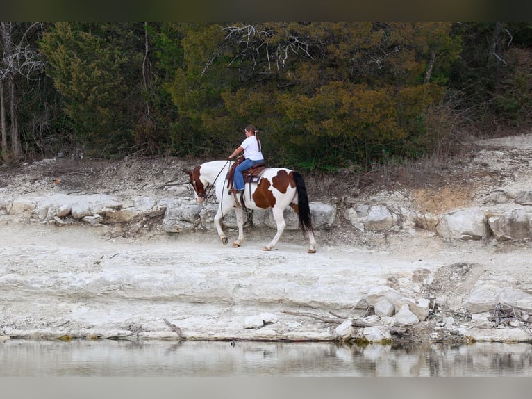 Draft Horse Mix Castrone 10 Anni 160 cm Pezzato in Forney