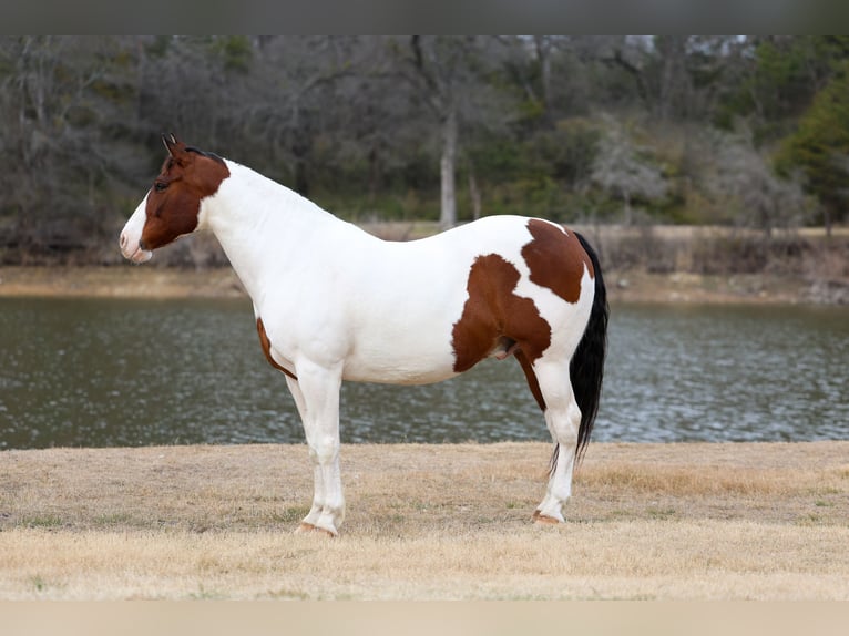 Draft Horse Mix Castrone 10 Anni 160 cm Pezzato in Forney