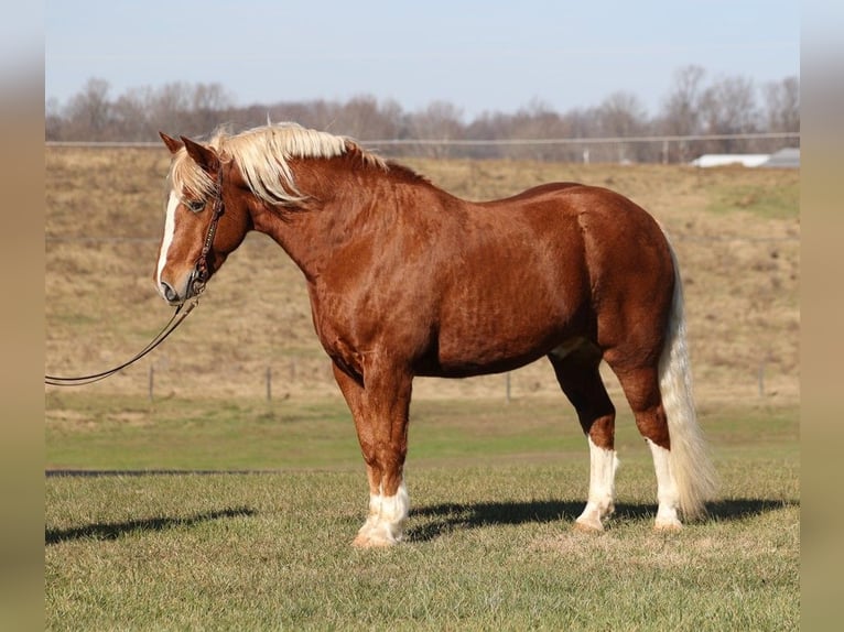 Draft Horse Castrone 10 Anni 160 cm Sauro ciliegia in Parkers Lake, KY
