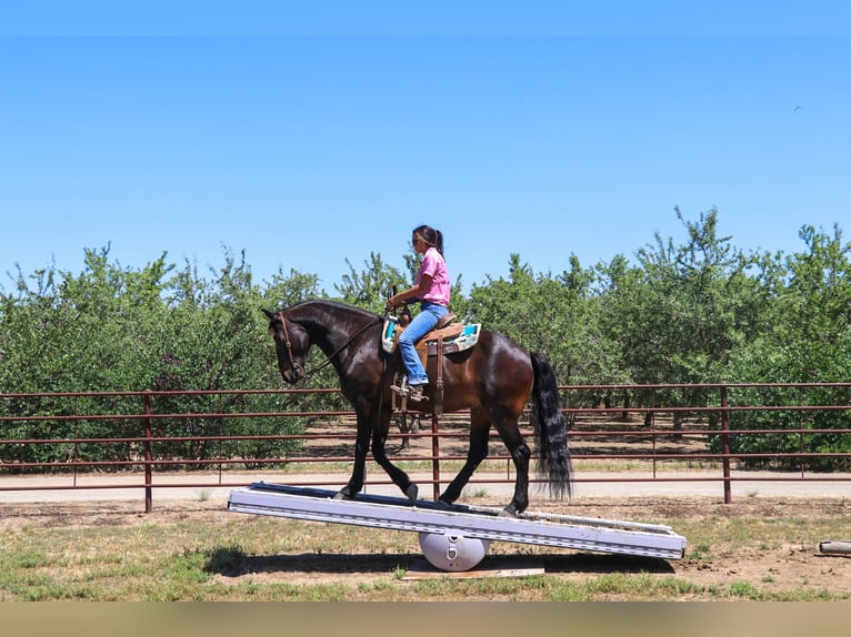 Draft Horse Castrone 10 Anni 163 cm Baio ciliegia in Pleasant Grove MO