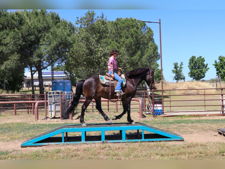 Draft Horse Castrone 10 Anni 163 cm Baio ciliegia in Pleasant Grove MO