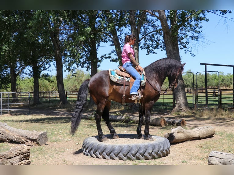 Draft Horse Castrone 10 Anni 163 cm Baio ciliegia in Pleasant Grove MO