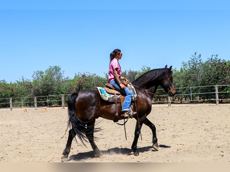 Draft Horse Castrone 10 Anni 163 cm Baio ciliegia in Pleasant Grove MO