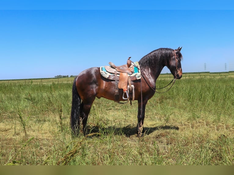 Draft Horse Castrone 10 Anni 163 cm Baio ciliegia in Pleasant Grove MO