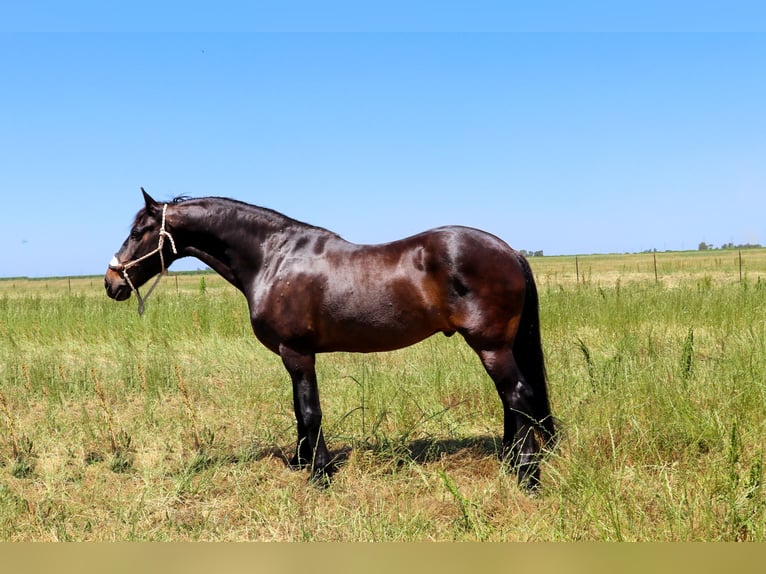 Draft Horse Castrone 10 Anni 163 cm Baio ciliegia in Pleasant Grove MO