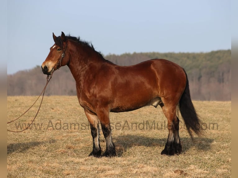 Draft Horse Castrone 10 Anni 163 cm Baio ciliegia in Mount Vernon