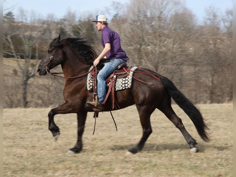 Draft Horse Castrone 10 Anni 163 cm Morello in Whitley City KY