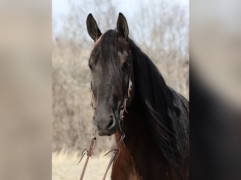 Draft Horse Castrone 10 Anni 163 cm Morello in Whitley City KY