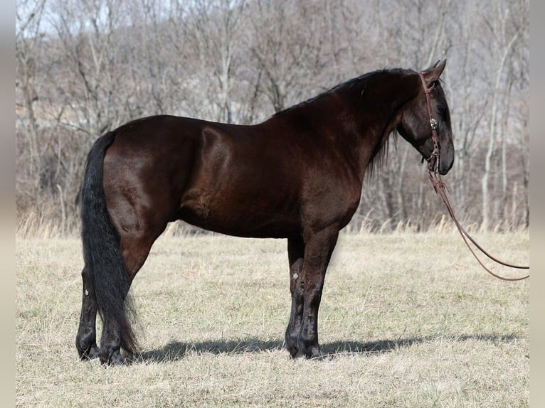 Draft Horse Castrone 10 Anni 163 cm Morello in Whitley City KY