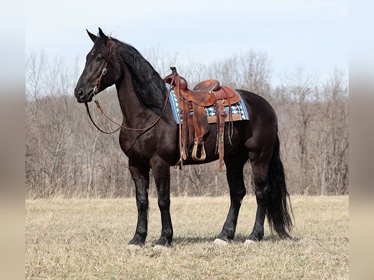 Draft Horse Castrone 10 Anni 163 cm Morello in Whitley City Ky