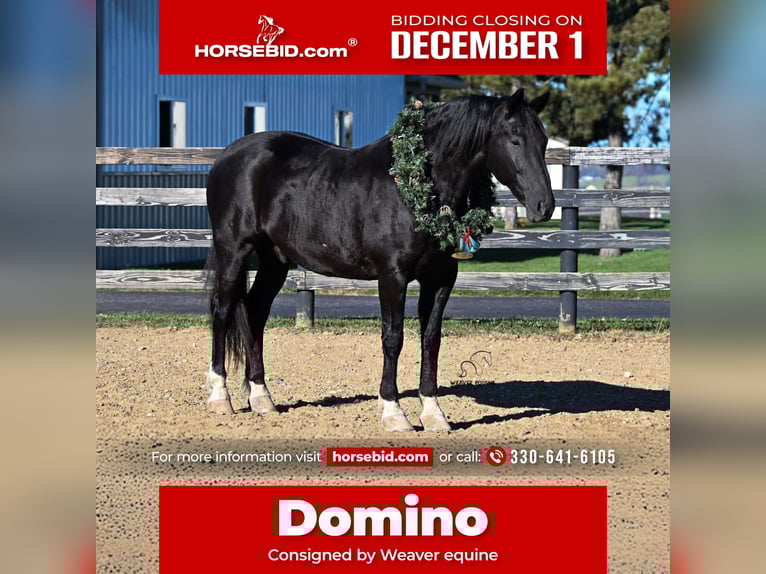 Draft Horse Mix Castrone 10 Anni 163 cm Morello in Fredericksburg