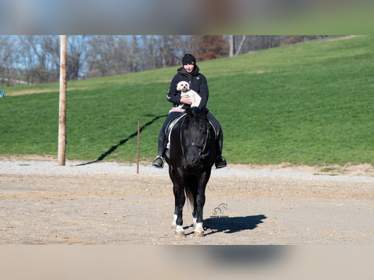 Draft Horse Mix Castrone 10 Anni 163 cm Morello in Fredericksburg