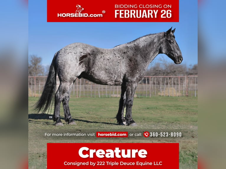 Draft Horse Mix Castrone 10 Anni 163 cm Roano blu in Weatherford