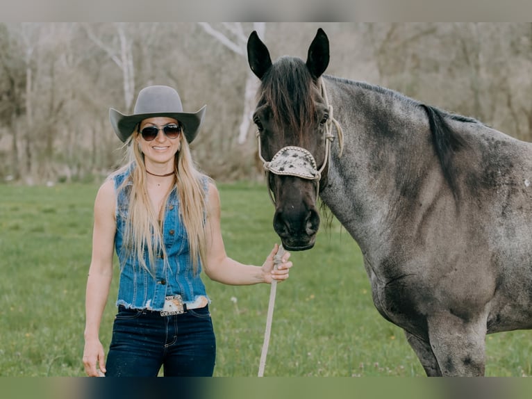 Draft Horse Castrone 10 Anni 163 cm Roano blu in Tilton, KY