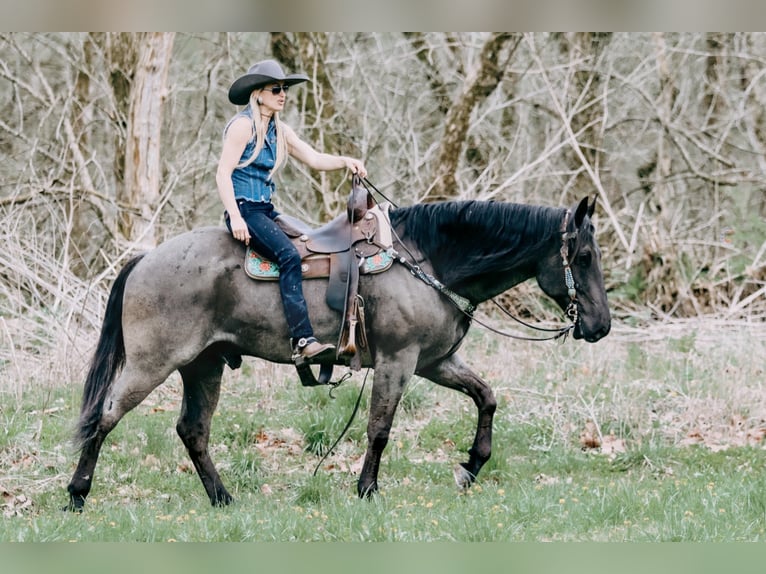 Draft Horse Castrone 10 Anni 163 cm Roano blu in Tilton, KY