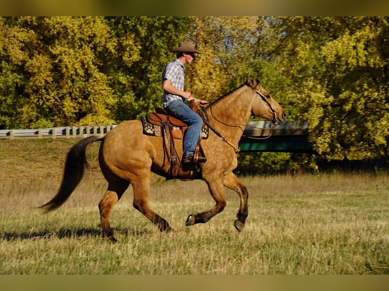 Draft Horse Mix Castrone 10 Anni 165 cm Pelle di daino in Valley Springs, SD