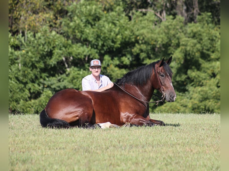 Draft Horse Castrone 10 Anni 168 cm Baio ciliegia in Mount Vernon, KY