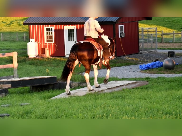 Draft Horse Mix Castrone 10 Anni 168 cm in Rebersburg, PA