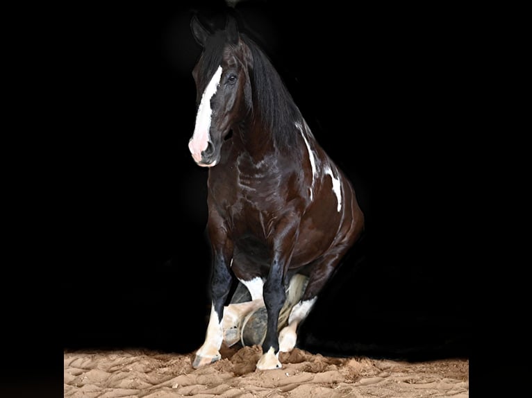 Draft Horse Castrone 10 Anni 168 cm Tobiano-tutti i colori in Jackson OH