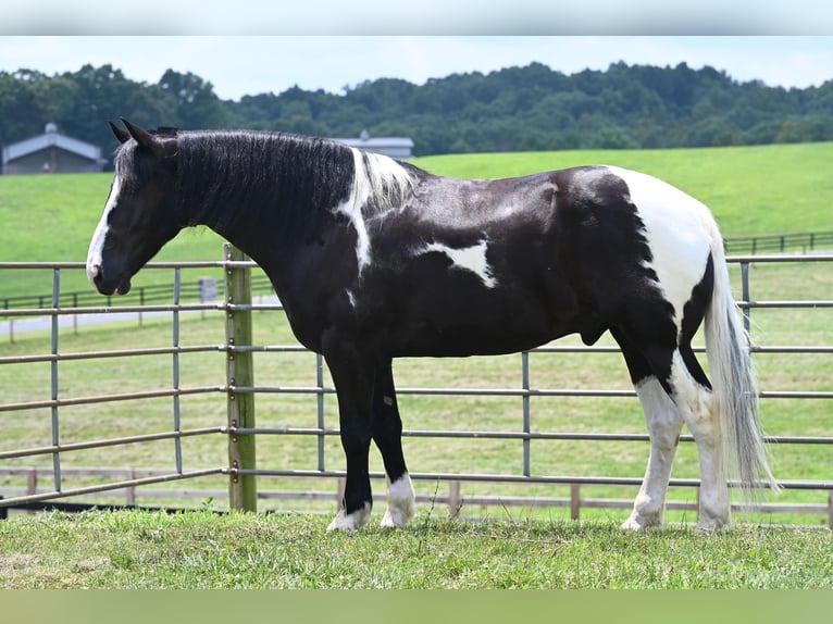 Draft Horse Castrone 10 Anni 168 cm Tobiano-tutti i colori in Jackson OH