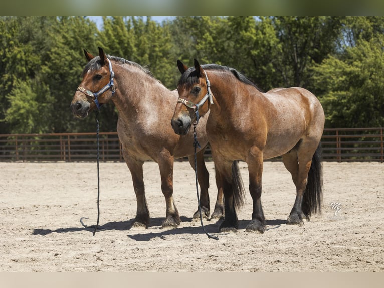 Draft Horse Castrone 10 Anni 173 cm Baio roano in New Plymouth, ID