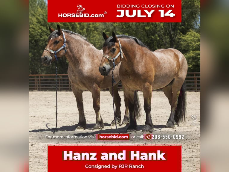 Draft Horse Castrone 10 Anni 173 cm Baio roano in New Plymouth, ID