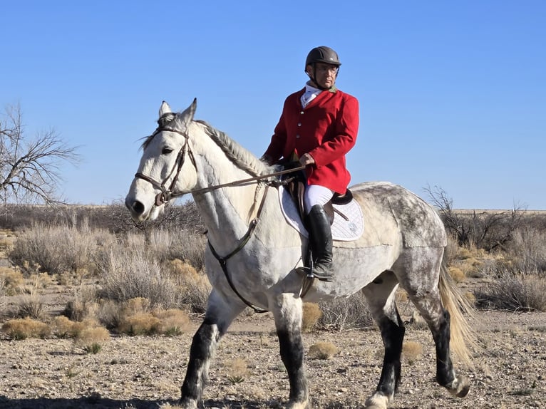 Draft Horse Mix Castrone 10 Anni 173 cm Grigio pezzato in Roswell, New Mexico