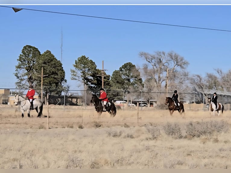 Draft Horse Mix Castrone 10 Anni 173 cm Grigio pezzato in Roswell, New Mexico
