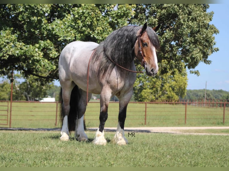 Draft Horse Castrone 10 Anni 175 cm Baio roano in Auburn KY