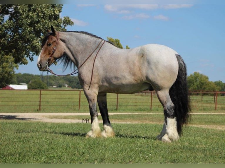 Draft Horse Castrone 10 Anni 175 cm Baio roano in Auburn KY