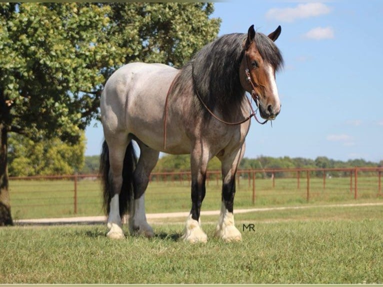 Draft Horse Castrone 10 Anni 175 cm Baio roano in Auburn KY