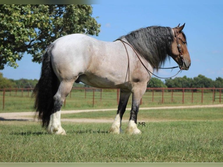 Draft Horse Castrone 10 Anni 175 cm Baio roano in Auburn KY