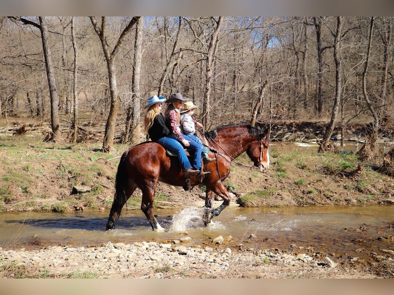 Draft Horse Castrone 10 Anni Baio ciliegia in Hillsboro KY