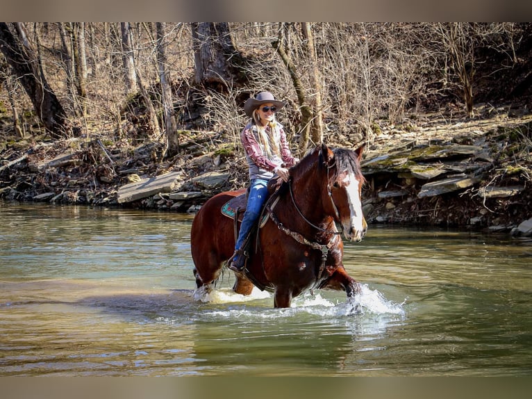 Draft Horse Castrone 10 Anni Baio ciliegia in Hillsboro KY