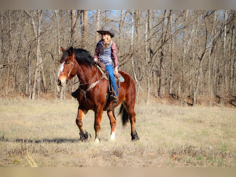 Draft Horse Castrone 10 Anni Baio ciliegia in Hillsboro KY